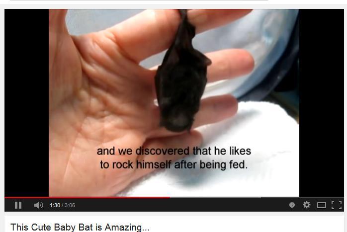 1) Reading: Stellaluna You can t talk about baby bats without reading