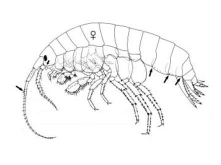 What types of amphipods are common in the Portland Metro area?