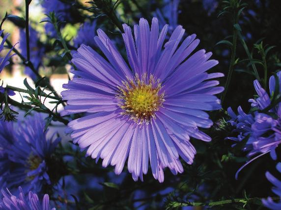 3 Flower of [September] Botanical name Aster ericoides Other names September flower, monte casino and rainbow aster Description Daisylike flowers Colors White, pink, lavender, red and purple Facts
