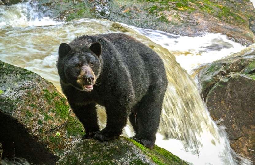 DAY THREE Travel from Vancouver to Spirit Bear Lodge DAYS FOUR - FIVE Bear Watching in the Great Bear Rainforest Today a private transfer will deliver you to Vancouver International Airport s South