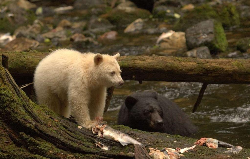 Over the next two days you ll experience full days of bear viewing.