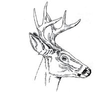 Bucks with more points than shown in the illustrations are also legal to harvest.