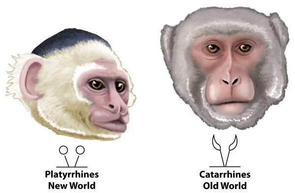 Anthropoids New World Monkeys (Platyrrhines) Old