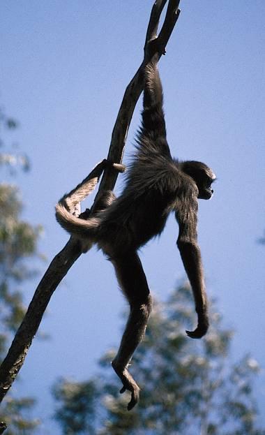 New World Monkeys (Platyrrhines) Arboreal Suspensory locomotion