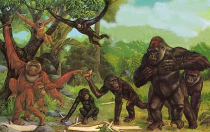 Apes are/have: Larger No tail Shortened trunk Apes vs.