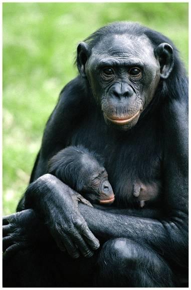 Bonobo (Pygmy
