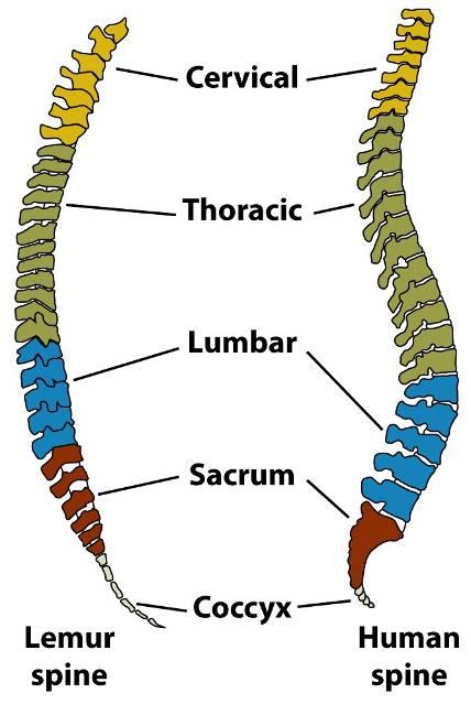 five different types of vertebrae great range of