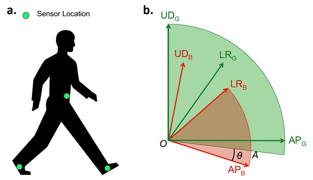 Figure 6. Sensor locations on the body, and the transformation between IMU and Global reference frames. Parkinson s Database Study of Huashan Hospital.