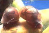 Plate 2: Bulinus globosus, the intermediate host snail