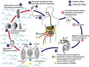 Humans get infected through swimming, bathing or wading in contaminated water bodies. After migrating to the right location in the body of the host, the worm matures and mate.
