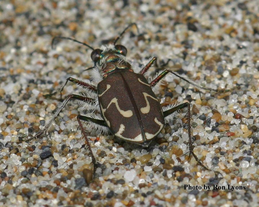 Siuslaw Hairy-necked Tiger Beetle