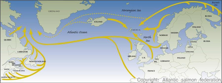 Migration routes and