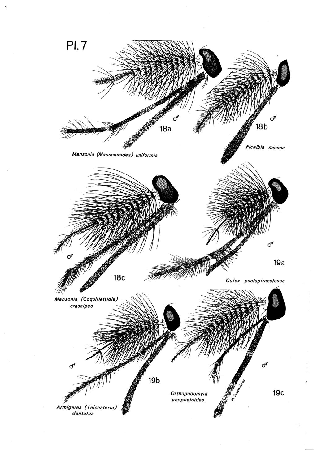 PI. 7 Mansonia (Mansonioides) uniformis Ficalbia