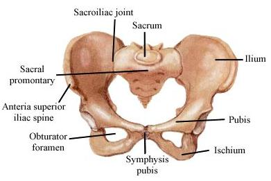 Figure 3.2 The body segments of Pelvis [22] The research on the responses of the pelvis to lateral impacts was conducted with cadaver specimens at different institutes.