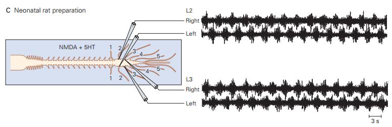 Central Pattern Generators (CPGs) CPG is a network of neurons, typically in spinal cord, that are capable of generating rhythmic pattern of movement without requiring sensory feedback They are