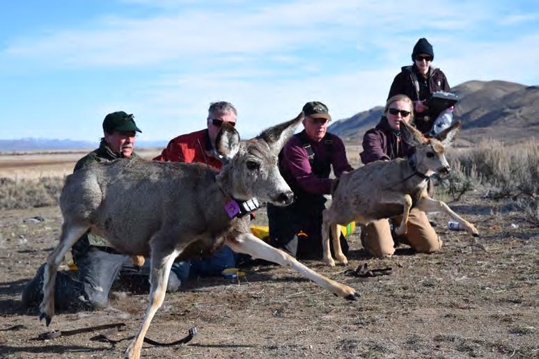 performance. Since the initiation of the project, we have tracked and monitored the survival, behaviors, reproduction, and habitat conditions of 164 female, adult mule deer of the Wyoming Range.