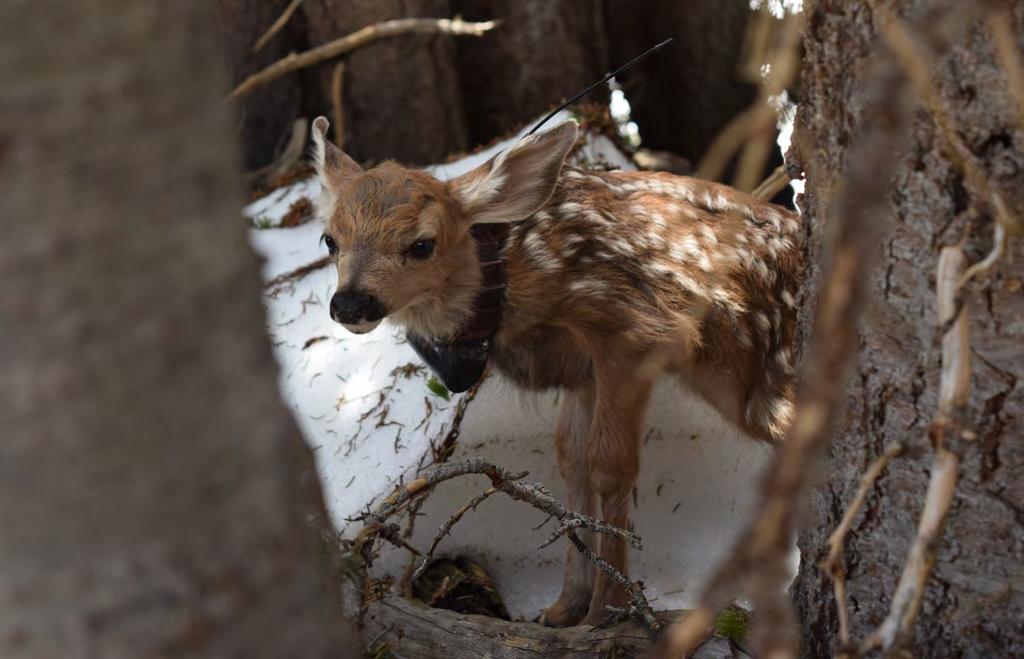 FUTURE RESEARCH EFFORTS Throughout summer and winter of 2017, we will continue our research efforts aimed at elucidating the relative influence of predation, climate, and habitat conditions on fawn