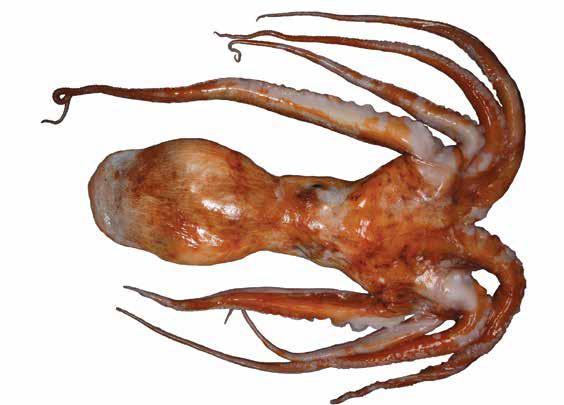 Enteroctopus magniicus (OctMag) Suborder: Octopoda Incirrata Octopodidae Southern giant octopus Octopus doleini (in error); Octopus magniicus Records from shallow waters may be the result of