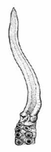 Hectocotylised right Arm III with very long ligula 100 mm Hectocotylised right Arm III (from Jereb et al., 2014) Ink sac present. Large and robust, without enlarged suckers on arms.
