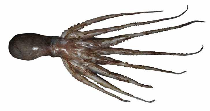 Octopus vulgaris (OctVul) Suborder: Octopoda Incirrata Octopodidae Common octopus Octopus vulgaris type III Note: Octopus vulgaris is currently regarded as a single widely distributed species with a