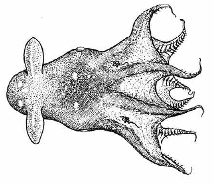 Vampyroteuthis infernalis (VamInf) Vampyromorpha Suborder: Vampyroteuthidae Vampire squid Long threadlike ilament that can be retracted into pit on outer arm crown Pair of ins near posterior end of