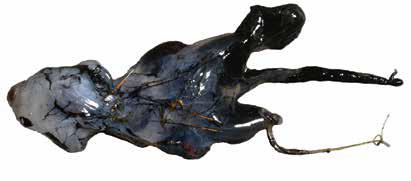 , 2014 Badly damaged specimen captured in 2015 Eight arms, webbed for most of their length. Two long ilamentous limbs that can be retracted into pits between Arms I and II.