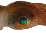 Austrorossia enigmatica (RosEni) Sepiida Suborder: Sepiolidae Bobtail squid Rossia enigmatica; Austrorossia mastigophora VENTRAL VIEW Numerous small subequal suckers