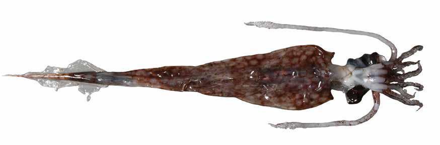 Taonius pavo (Taonis) Oegopsida Suborder: Cranchiidae Peacock cranch squid Mantle fused to head dorsally and to funnel ventrally Mantle and in extended into thin tail Mantle very long and slender
