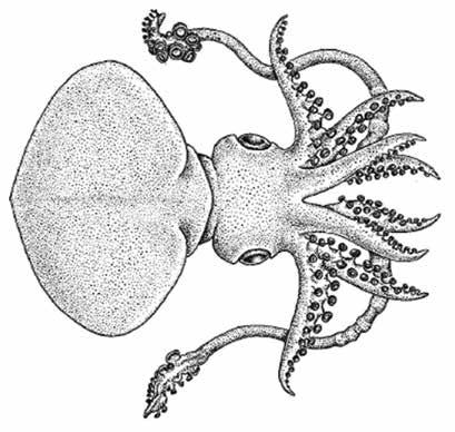 Discoteuthis discus (DisDis) Oegopsida Suborder: Cycloteuthidae Discus squid Tentacles welldeveloped Armature on arms and clubs suckers only, no hooks Tentacular club (from Jereb & Roper, 2010)