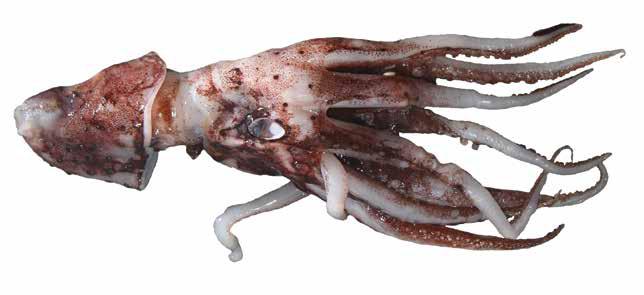 Histioteuthis macrohista (HisMac) Oegopsida Suborder: Histioteuthidae Plain jewel squid LATERAL VIEW Body covered with small photophores Mantle length less than head length Large photophores on tips
