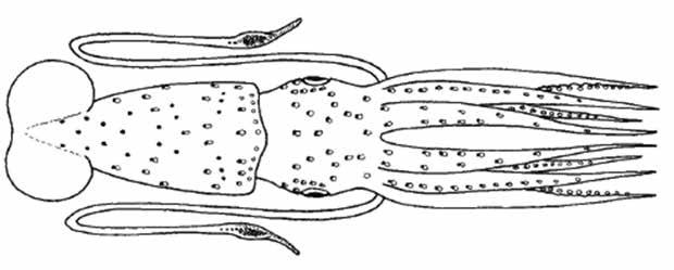 Histioteuthis reversa (HisRev) Oegopsida Suborder: Histioteuthidae Reverse jewel squid Left eye much bigger than right No cartilaginous tubercles on arms Buccal membrane with seven lappets Inner