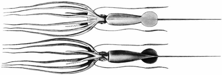 Joubiniteuthis portieri (JouPor) Oegopsida Suborder: Joubiniteuthidae Joubin s squid Arms IIII more than twice mantle length Fins fused, circular VENTRAL VIEW Arms IV very short Tail longer than