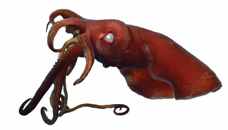 Mastigopsis hjorti (MasHjo) Oegopsida Suborder: Mastigoteuthidae Hjort s whiplash squid Mastigoteuthis hjorti LATERAL VIEW 2 photophores on ventral eyeball Diamondshaped in 90% of ML Arms IV thicker
