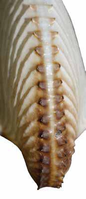 Argonauta argo (ArgArg) Suborder: Octopoda Incirrata Argonautidae Greater argonaut (Paper nautilus) Lateral ribs aligned with keel tubercles Lateral ribs smooth continuous Terminal tubercles in pairs