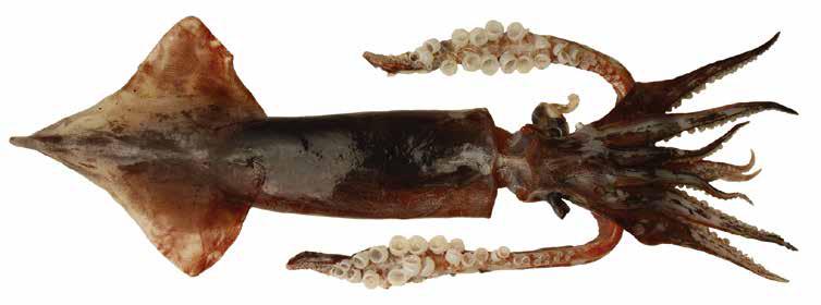 Todarodes ilippovae (TodFil) Oegopsida Suborder: Ommastrephidae Antarctic lying squid FEMALE: Large in with moderate tail No external or visceral photophores Eyes without photophores 50 mm Manus