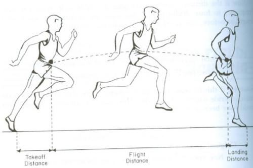 Stride length The distance between toe off of