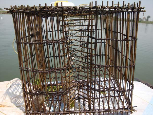 These entrance slits allow the organism to enter inside and closes sticks automatically. These traps are cheap and made locally available materials. Each trap costs about Rs.