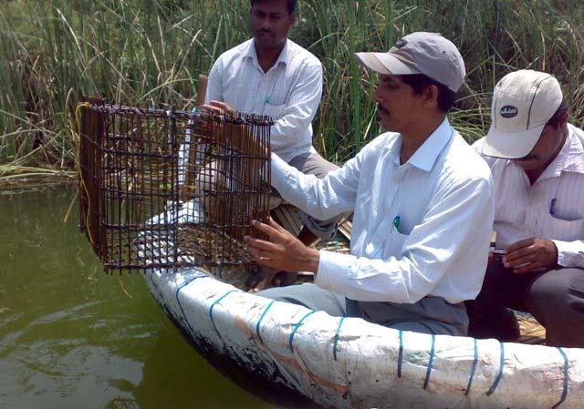 Fisherman lifted the trap from