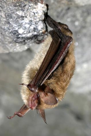 Northern Long-eared Bat Proposed Rule October 2, 2013 Proposed as an endangered species Critical habitat not determinable Threats: White-nose syndrome (WNS)