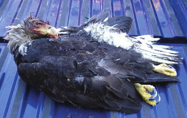 P AGE 6 O REGON STATE POLICE FISH & WILDLIFE NEWSLETTER Wildlife/Hunting 19 Year Old Kills Bald Eagle-Faces 1 Year Jail, $6,250 Fine An Oregon State Police (OSP) Fish & Wildlife Division