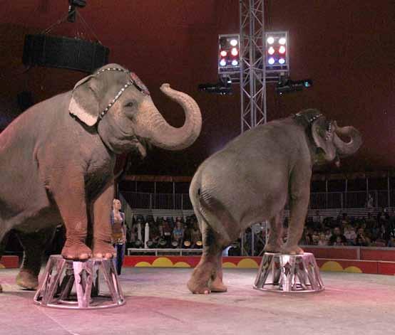 ROYAL CANADIAN CIRCUS ADVERTISING PACKAGE - $500.