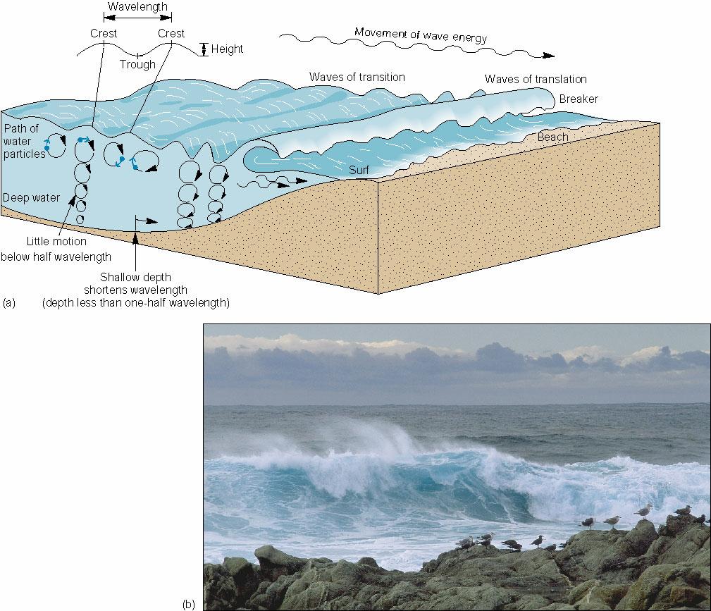 deep water, these waves are unaffected by the ocean floor, but as water depths decrease toward shore, the impedance of the land disrupts this associated, circular motion (Figure 1.1). Figure 1.