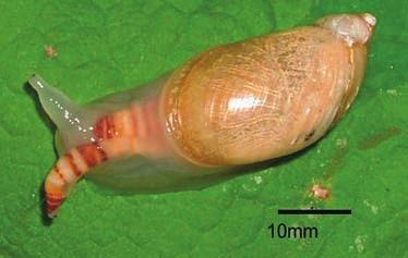 Seitaro Yamada and Shin-ichiro Fukumoto 103 According to the revised criteria of the genus Leucochloridium, all intermediate host snails belong to Succineidae, the sporocyst infection sites include