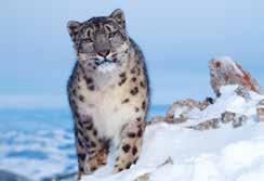 Snow leopard Habitat: High mountains of central Asia.