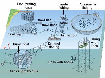 Case Studies Major commercial fishing methods.