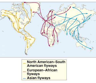 The major flyways used by migratory birds, mostly waterfowl.