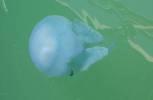 SURF NEWS Wow! What sort of jellyfish is that? Firstly our wet season is the active season for most jellyfish to grow, develop, feed and breed. That s the main reason we see lots at this time of year.