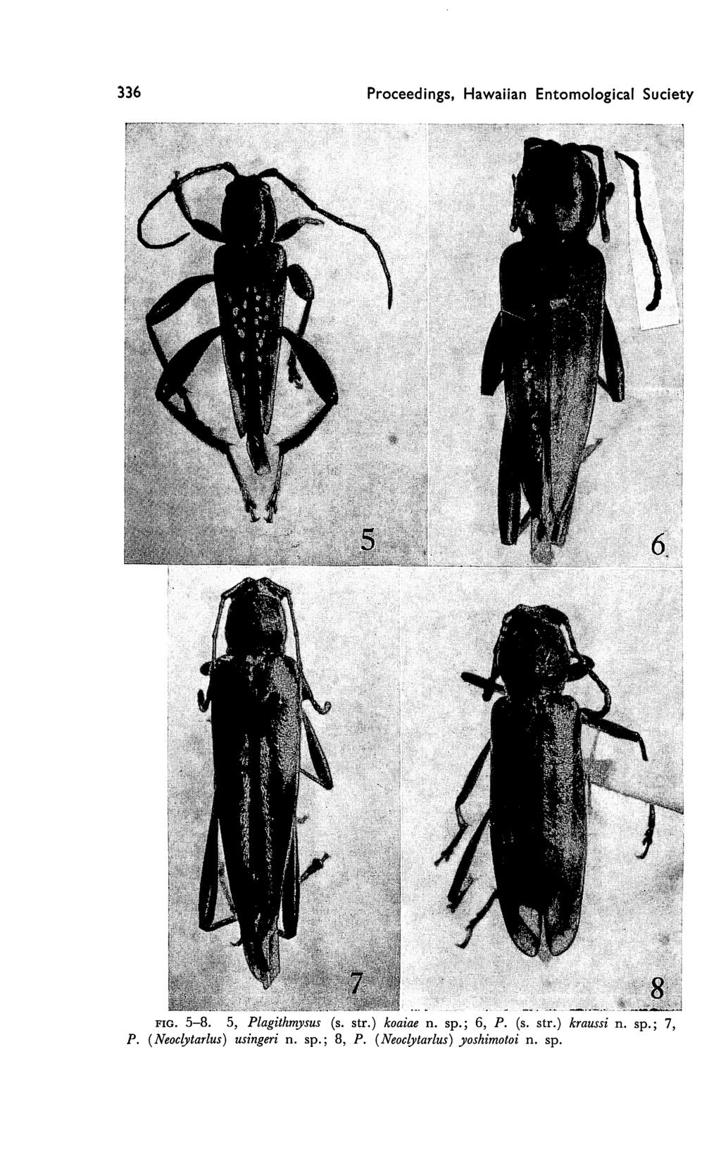 336 Proceedings, Hawaiian Entomological Suciety fig. 5-8. 5, Plagithmysus (s. str.) koaiae n. sp.
