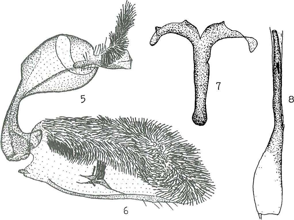 Figs. 5-8: Male genitalia of D. pudorina (Staudinger, 1883), holotype: 5) tegumenuncus complex; 6) valve; 7) saccus; 8) aedeagus. Line on the right - 0.5 mm. Genitalia: figs. 5-8. Female: unknown.