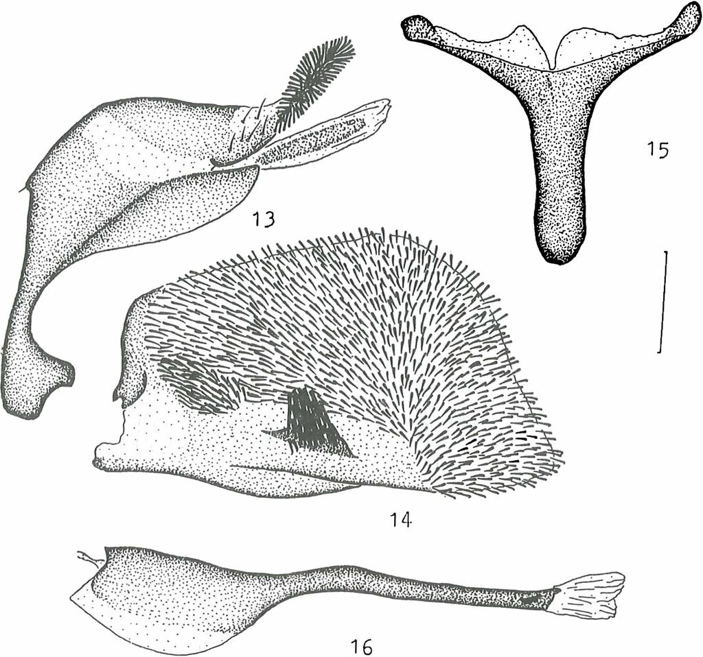 Figs. 13-16: Male genitalia of D. Ijusiae spec, nov., paratype: 13) tegumen-uncus complex; 14) valve; 15) saccus; 16) aedeagus. Line on the right - 0.5 mm. Description: Holotype. Male. Body length: 13.